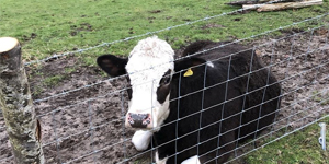Agricultural Fencing