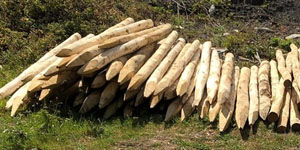 Contract Post Driving